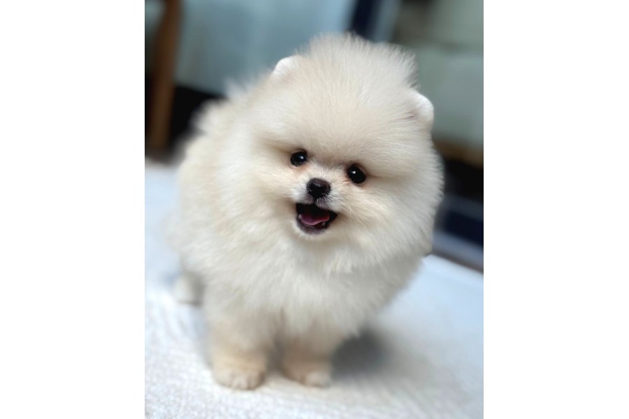 Ayı Surat Pomeranian Yavrular