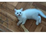MAVİŞ GÖZLÜ PAMUK YAVRULARIMIZ TESLİME HAZIR - 3