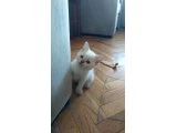 MAVİŞ GÖZLÜ PAMUK YAVRULARIMIZ TESLİME HAZIR - 2