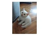 MAVİŞ GÖZLÜ PAMUK YAVRULARIMIZ TESLİME HAZIR - British Shorthair