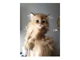 ORJİNAL GOLDEN BEBEKLER TESLİME HAZIR - British Longhair