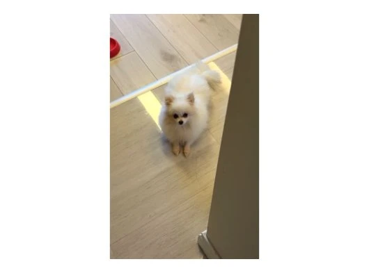 Dişi Pomeranian 15 aylık