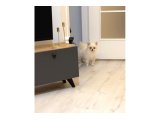 Dişi Pomeranian 15 aylık - 2