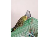 2 aylık erkek yavru muhabbet kuşu