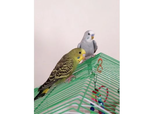 2 aylık erkek yavru muhabbet kuşu