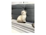 BRİTİSH SHORTHAİR - British Shorthair