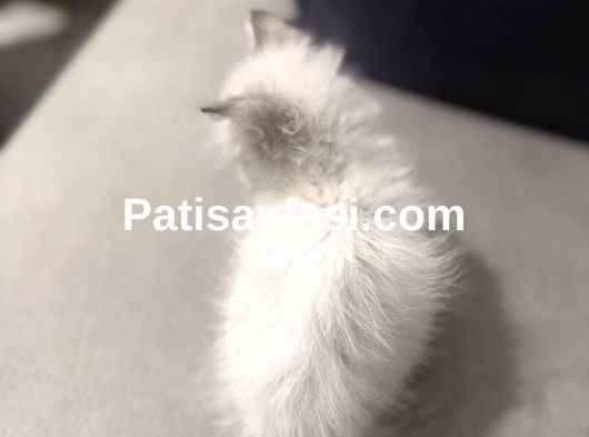 Masmavi gözlü güzeller güzeli uzun tüylü kızım 2 aylık