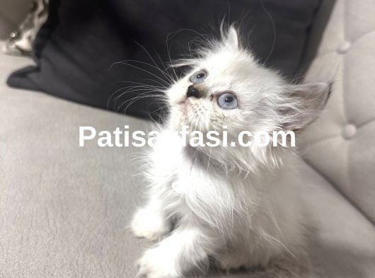 Masmavi gözlü güzeller güzeli uzun tüylü kızım 2 aylık