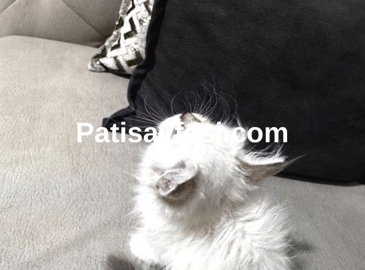 Masmavi gözlü güzeller güzeli uzun tüylü kızım 2 aylık