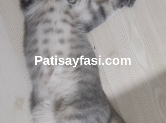 Sağlık sorunum nedeniyle Osman icin yeni bir yuva arıyorum 