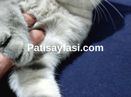 Sağlık sorunum nedeniyle Osman icin yeni bir yuva arıyorum 