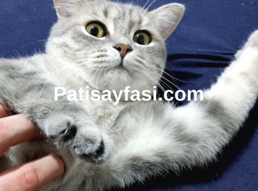 Sağlık sorunum nedeniyle Osman icin yeni bir yuva arıyorum 