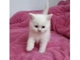 2 DİŞİ 2 ERKEK BAL BEBEKLERİMİZ - British Shorthair