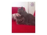Biri dişi biri erkek 2 kedime yuva arıyoruz. Her ikisini de alabilecek bir aileye ihtiyacımız var. - British Shorthair