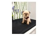 TOP SURAT YAVRUMUZ TESLİME HAZIR - Scottish Fold