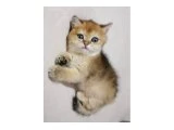 DİŞİ VE ERKEK GOLDEN MİNİK BEBELERİM - British Shorthair