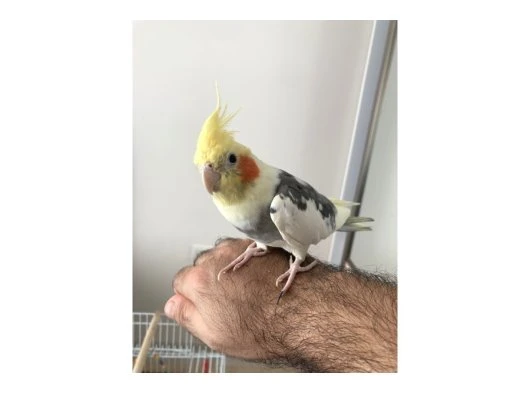 7 yaşında sultan papağanı