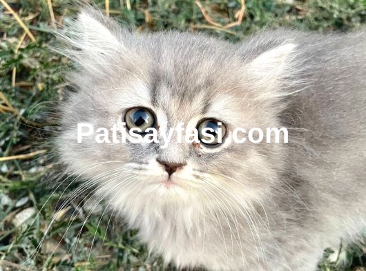 MİNİK YAVRULARIMIZ YUVA ARIYOR