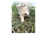 MİNİK YAVRULARIMIZ YUVA ARIYOR - British Shorthair