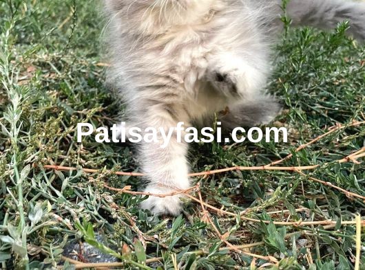 MİNİK YAVRULARIMIZ YUVA ARIYOR