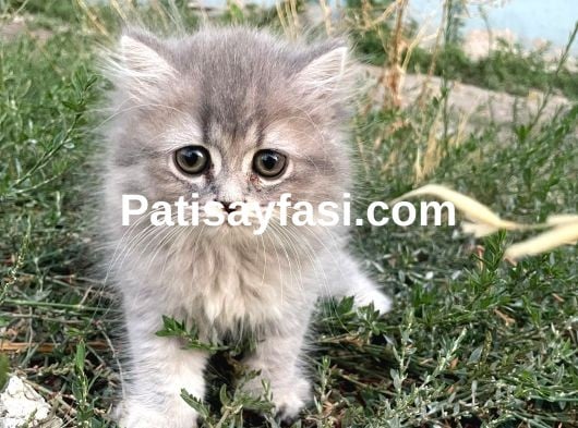 MİNİK YAVRULARIMIZ YUVA ARIYOR