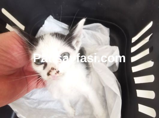 Bu Minnoşa Yuva Arıyorum 