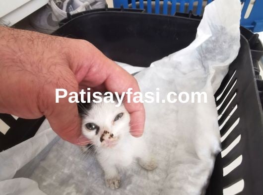 Bu Minnoşa Yuva Arıyorum 