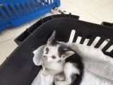 Bu Minnoşa Yuva Arıyorum - 1
