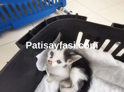 Tekir Kedi