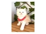 BONCUK BEBEK SURAT MAVİŞİMİZ - British Shorthair