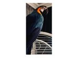 2 YAŞINDA ERKEK MACAW PAPAĞANI - Ankara