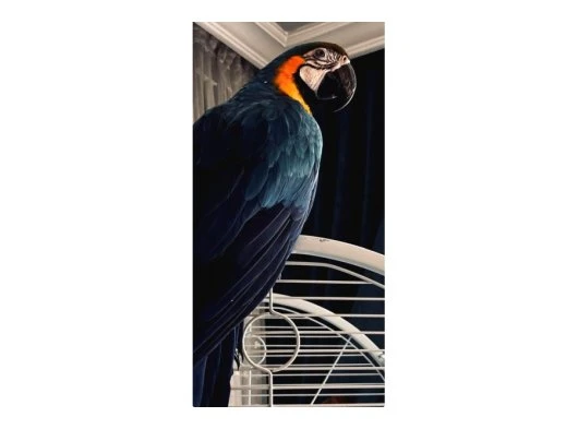 2 YAŞINDA ERKEK MACAW PAPAĞANI