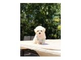 Maltese Terrier Yavruları - 3