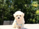 Maltese Terrier Yavruları - 3