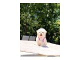 Maltese Terrier Yavruları - 4