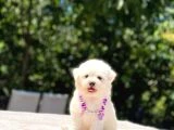 Maltese Terrier Yavruları - 4