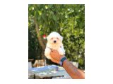 Maltese Terrier Yavruları - 2