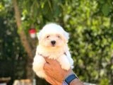 Maltese Terrier Yavruları - 2