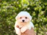 Maltese Terrier Yavruları