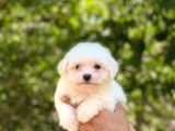 Maltese Terrier Yavruları