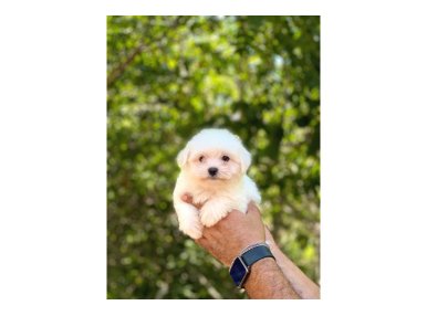 Maltese Terrier Yavruları