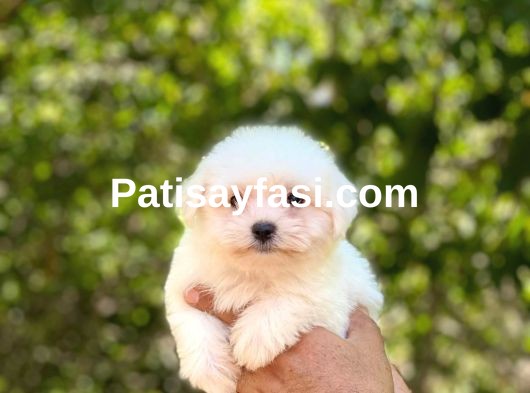 Maltese Terrier