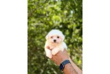 Maltese Terrier Yavruları - Köpek