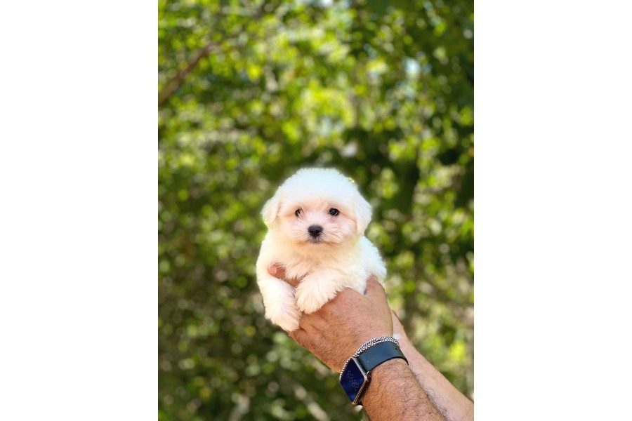 Maltese Terrier Yavruları