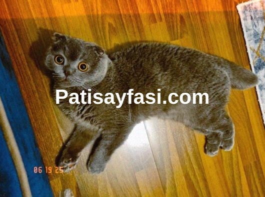 1 yasindaki scottish ogluma es ariyorum