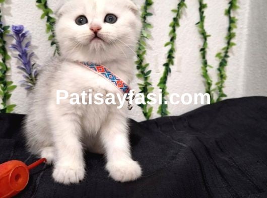 BU GÜZELLİK ŞAKAMI..MİNNOŞ BEBEK TESLİME HAZIR