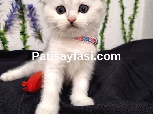 BU GÜZELLİK ŞAKAMI..MİNNOŞ BEBEK TESLİME HAZIR