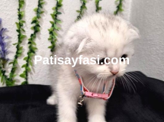 BU GÜZELLİK ŞAKAMI..MİNNOŞ BEBEK TESLİME HAZIR