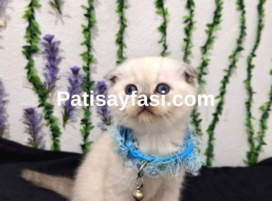 BU GÜZELLİK ŞAKAMI..MİNNOŞ BEBEK TESLİME HAZIR