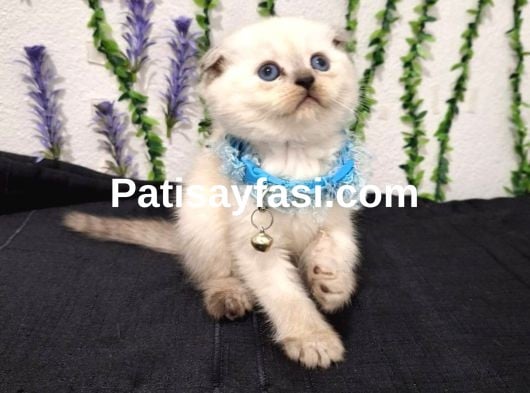 BU GÜZELLİK ŞAKAMI..MİNNOŞ BEBEK TESLİME HAZIR